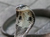 Kobra monoklov (Naja kaouthia)
