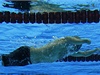 Plavecký trénink ped hlavním závodem