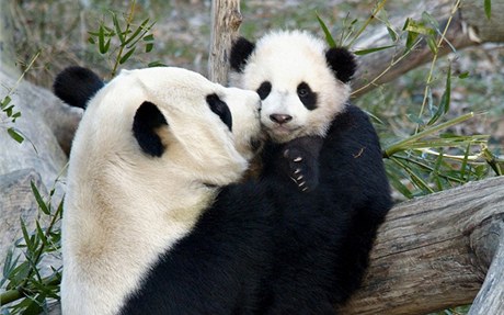 Malá panda se narodila v provincii S'-chuan 