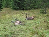 Lesníci nezranného jelena uspali a následn petípali dráty.
