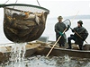 Rybái provedli zátah rybáskou sítí