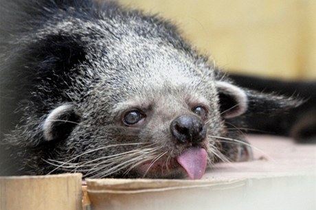 Binturong