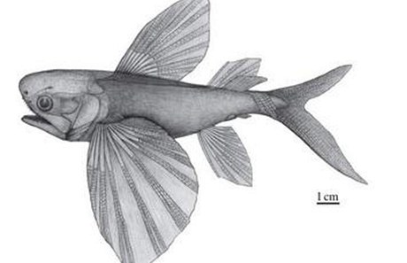 Paleontologové v ín nali nejstarí létající rybu 
