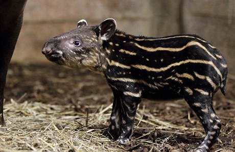 Mlád tapíra jihoamerického