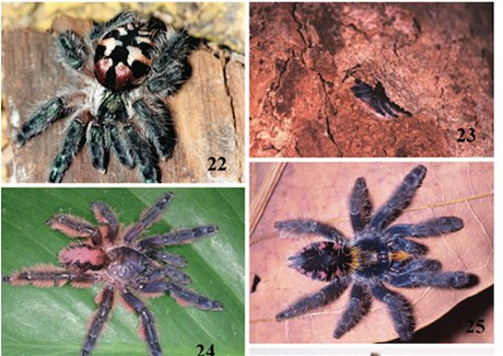 Vdci objevili tarantule s nezvyklými barvami