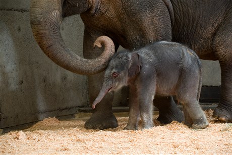 Sloní mlád narozené v Oregonu.