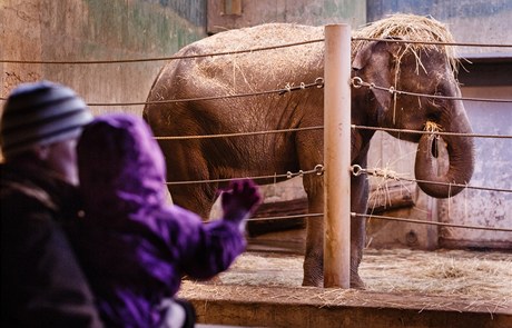 Návtvníci praské zoo se pili podívat na slonice Tamaru a Janitu.