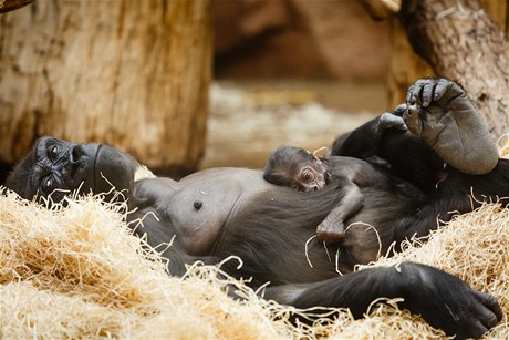 Gorila Kijivu z praské zoo se svým mládtem.