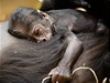 Gorilí mlád se drí své mámy Kijivu z praské zoo.