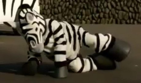 Pi simulaci poslouil místo uprchlého zvíete mu navleený do kostýmu zebry.