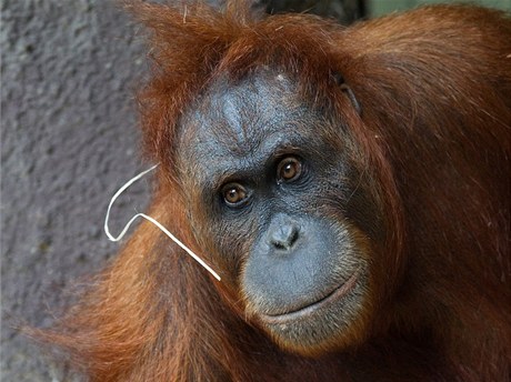 Samice orangutana sumaterského Mawar porodila v praské zoo mlád. Orangutan se tu narodil naposledy ped 42 lety. 