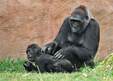 Gorila Kamba s mládtem