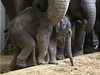 Sln s matkou, starí sestrou Tonyou a dalími slony nyní obývá nový sloninec v severní ásti zahrady