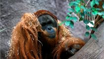 První orangutan narozený v někdejším Československu | na serveru Lidovky.cz | aktuální zprávy