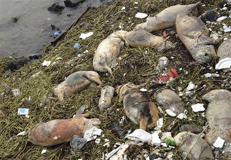 V ece v anghaji plavalo 900 mrtvých vep