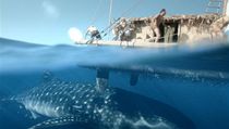 Z filmu Kon-Tiki | na serveru Lidovky.cz | aktuální zprávy