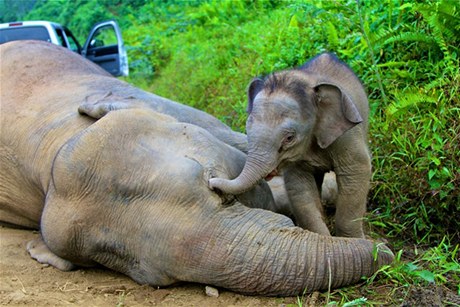 Sln s mtrtvou matkou (snímek je z Malajsie). Celosvtový bbchod s ilegální slonovinou se od roku 2007 zdvojnásobil, varují experti. 