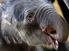 V ohroen. Podle odhad pytlci v roce 2011 pozabjeli na 25 tisc slon.