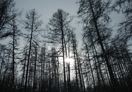 Sibiské lesy