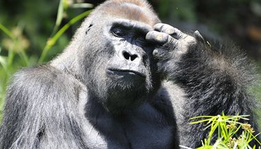 Ochrana goril ve stedn Africe pat mezi priority Zoo Praha