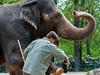 Chovatel v liberecké zoo kartáuje slonici Rání nohy. 
