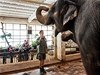 Liberecká zoo pipravuje k výroí padesáti pti let chovu slon oslavy.