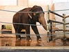 Slonice Rání chovateli v liberecké zoo otevírá dvee. 