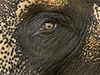 Slonice Rání ije v zoo ji od roku 1967.