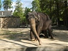 Ped dvanácti lety chovali v Liberci ti slonice. Nyní zbyla pouze slonice Rání. Zoo chce v budoucnu koupit dalí samici.
