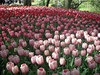 Nezapomenuteln zitek nabz nvtvnkovi kvtinov zahrada Keukenhof.