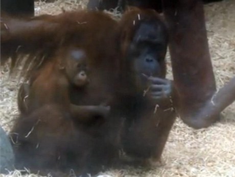 Svrák s Uhlíem pojmenovali orangután.