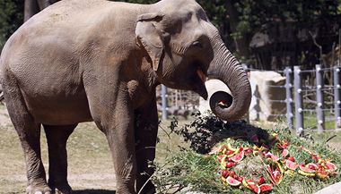 Zoo Praha dnes slavila 80 let od pchodu prvnho slona