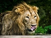 Lev z královedvorské zoo u se tí na svou kost a olizuje se. 
