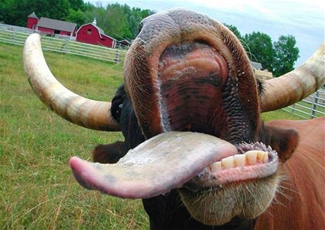 Veterinái zjistili nemoc BSE u krávy v chovu na Semilsku