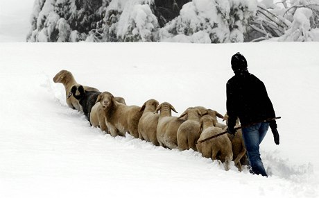 Vyhnat ovce na pastvu bylo dnes sloitjí ne jindy.