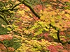 Barevný podzim v arboretu Westonbirt na jihozápad Anglie