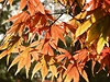 Arboretum Westonbirt se obléklo pestrobarevn