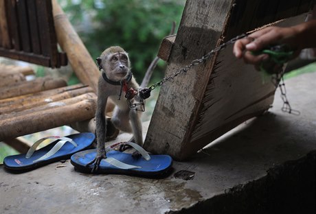 Naízení vydal guvernér Jakarty Joko Widodo, který chce, aby vechny pouliní opice zmizely do pítího roku, napsala agentura AP.