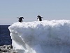 Tuci kroukov balancuj na tajcm kusu ledu ve Vchodn Antarktid.