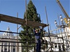 Na Svatopetrskm nmst ve Vatiknu stoj tradin vnon strom, symbol esko-nmeckho ptelstv
