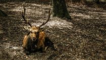 Vědecká fotografie - Jelen sika | na serveru Lidovky.cz | aktuální zprávy