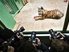 Fotografové si fotí tygra. 