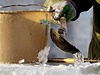 Pracovník nalévá vodu na kostky ledu