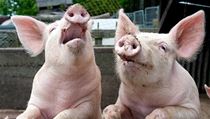 Produkce vepřového masa je odjakživa také důležitým faktorem dánského... | na serveru Lidovky.cz | aktuální zprávy