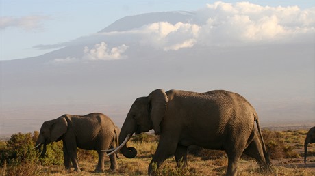 Sloni a Kilimandáro. To v Amboseli patí k sob.