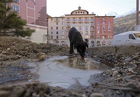 Pes pije z kalue v Estosadoku v okolí Soi.