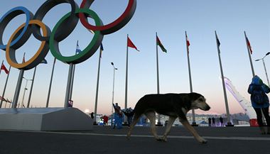 Kolem olympijskch arel se potloukaj destky ps