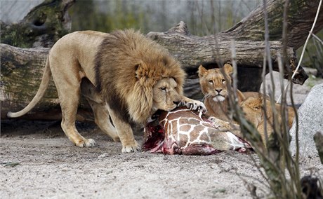 irafí mlád se stalo potravou pro lvy z místní zoo.