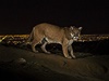 Worls Press Photo - 1. místo v kategorii Nature Stories, fotograf Steve Winter, USA. Puma v parku Griffith Park v Los Angeles.
