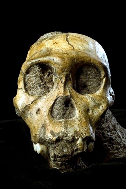 Nový druh Australopithecus sediba je stár 1,977 milionu let.